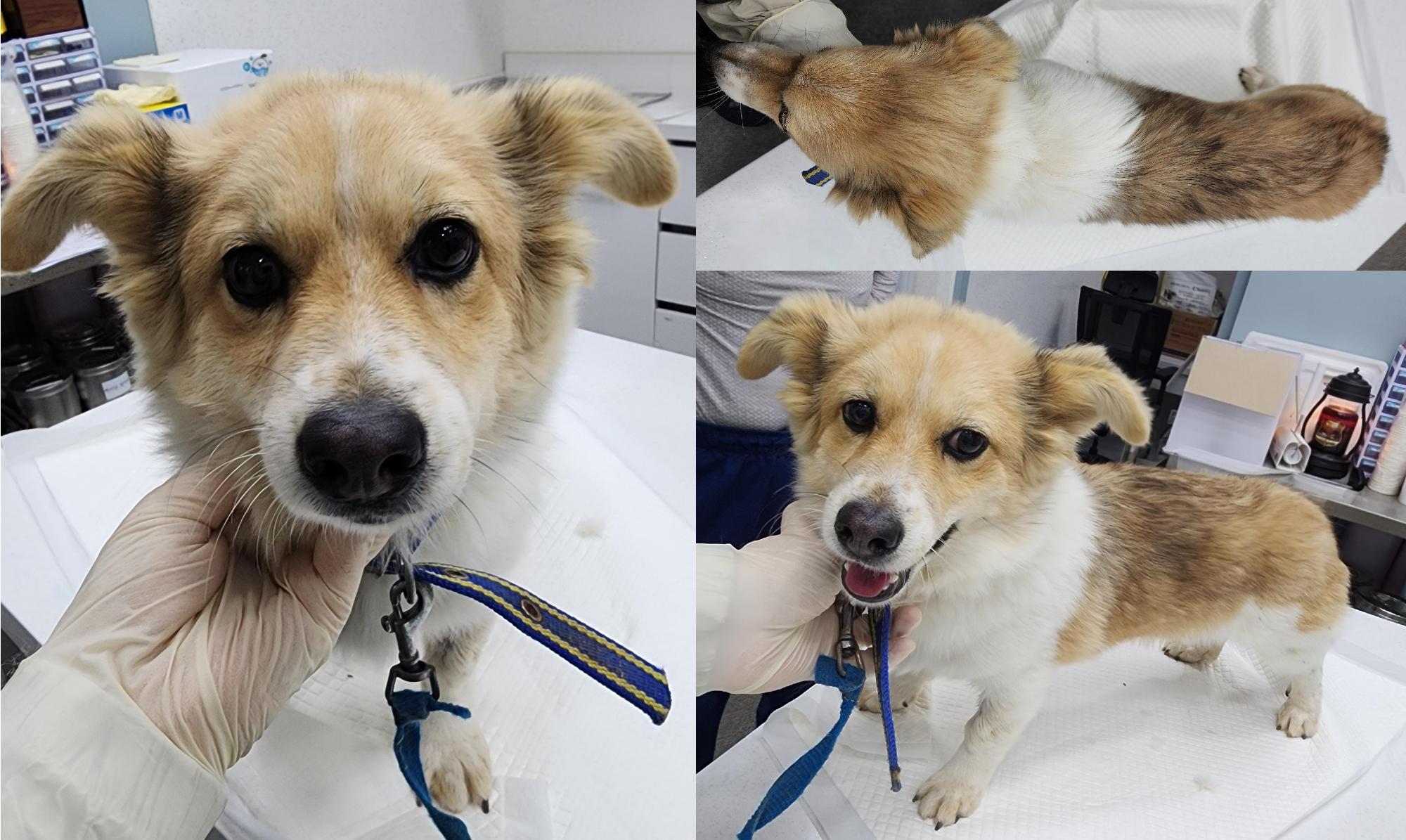 서산시 동물보호센터_444453202501148